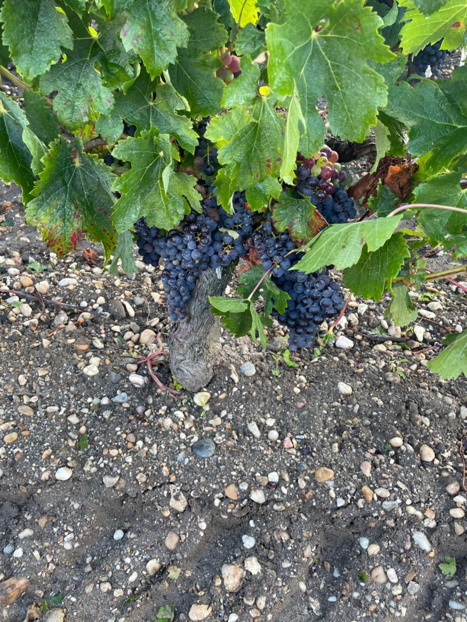Domaine Des Quatre Terres Villa Lesparre-Médoc Dış mekan fotoğraf