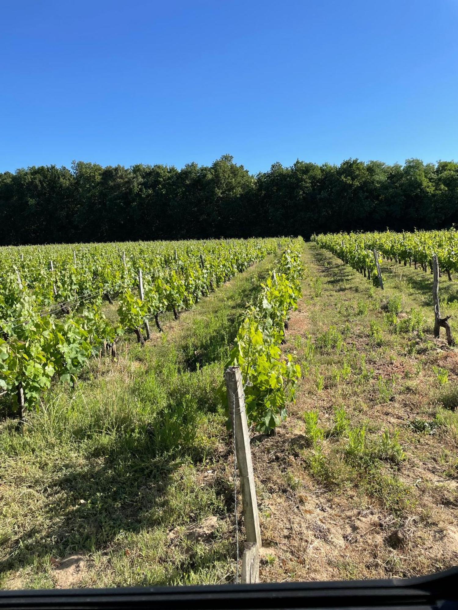 Domaine Des Quatre Terres Villa Lesparre-Médoc Dış mekan fotoğraf